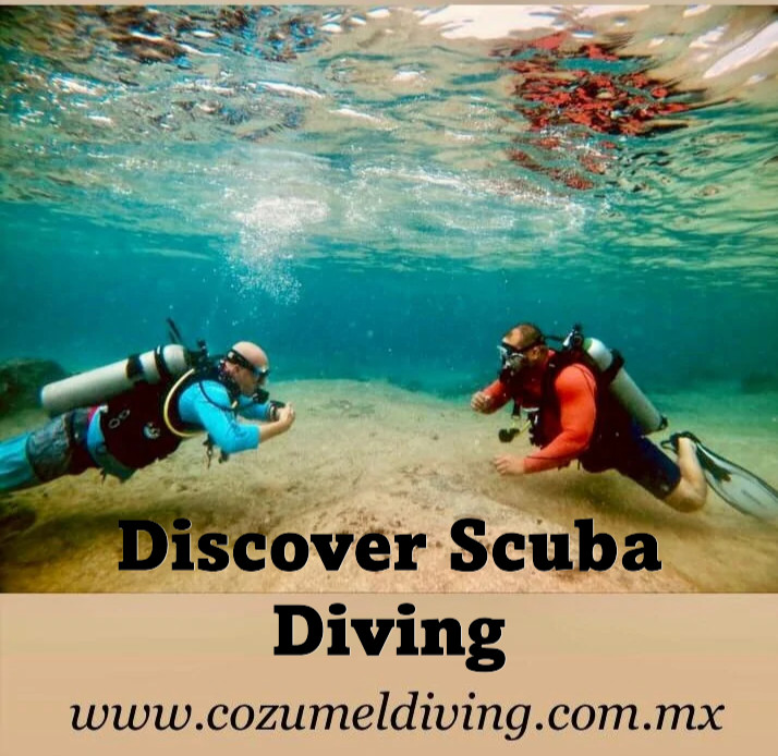 NON DIVER YET! discovery dives Cozumel / No experience required